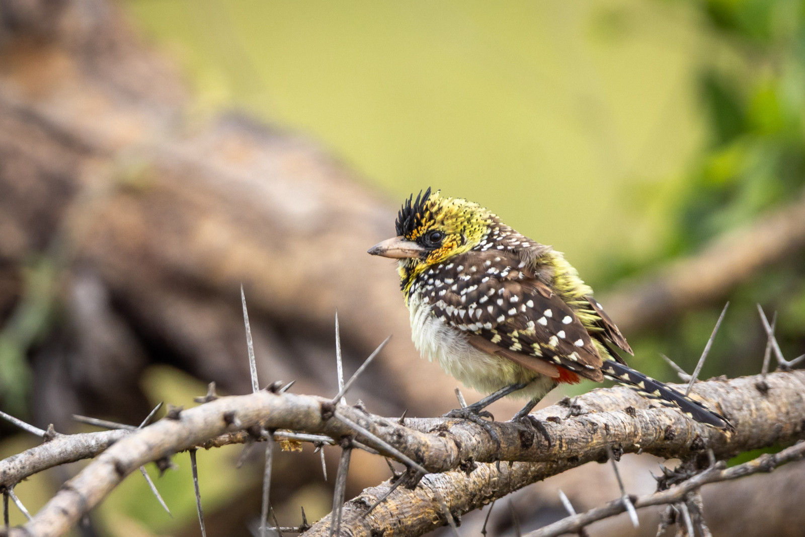 image D'Arnaud's Barbet